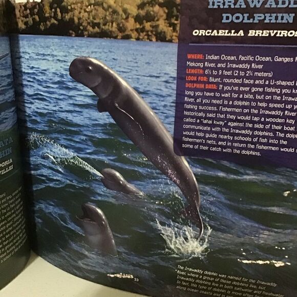 Discovering Whales, Dolphins & Porpoises Book - Picture 8 of 8